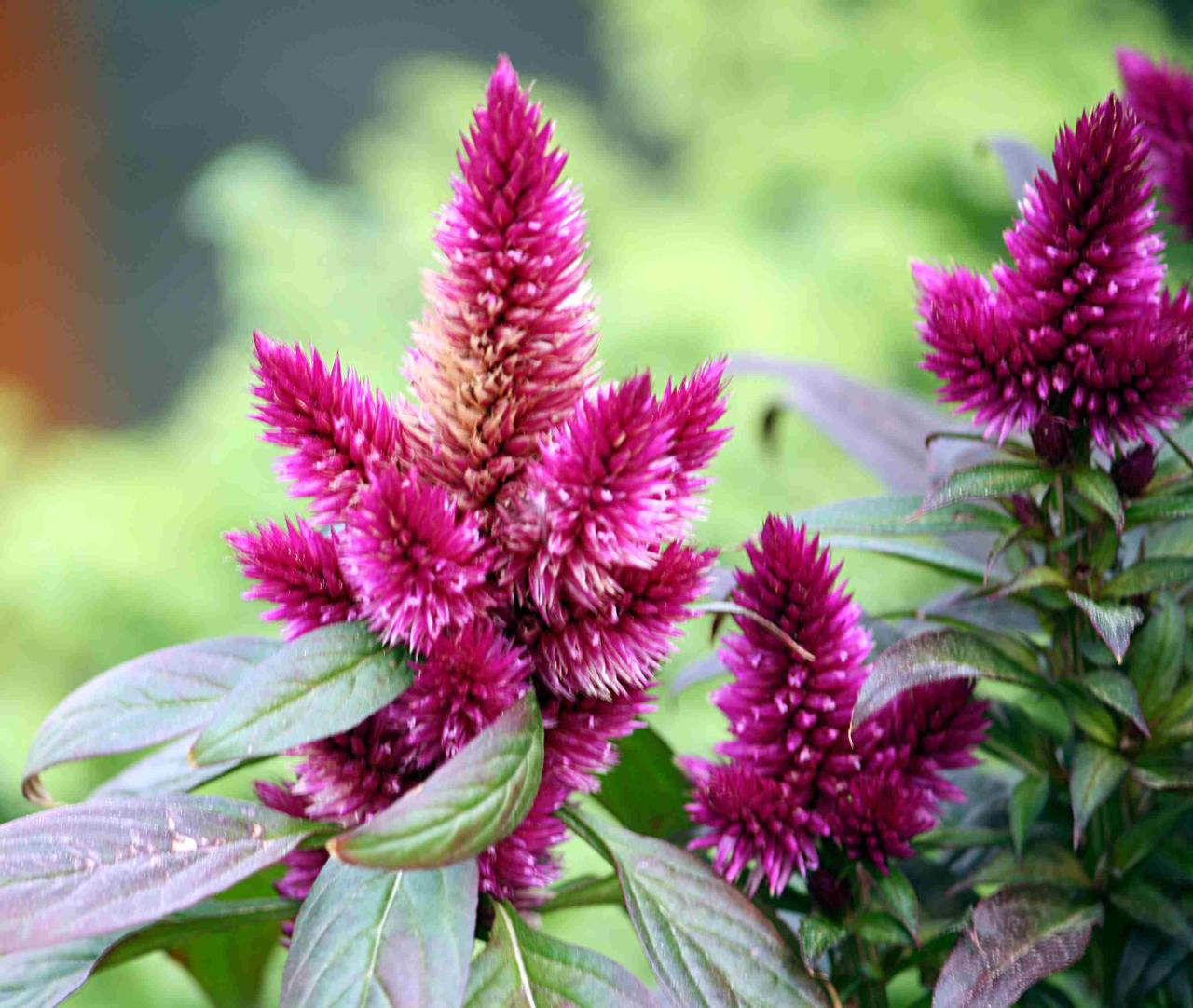 Growing A Strong, Beautiful Celosia Plant Indoors