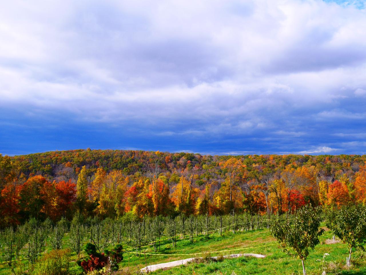 How to Make the Most of Your Harvest Moon Orchard Experience