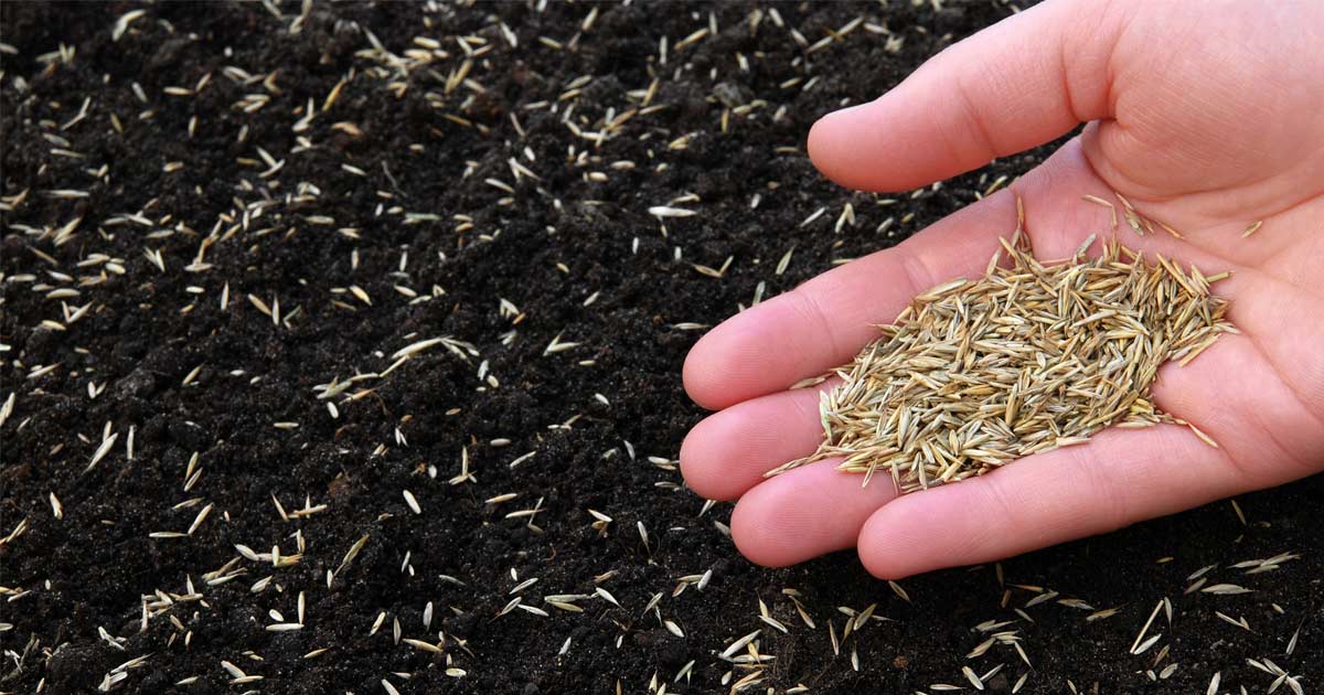 Perfect Lawn Timing: Grass Seed Sowing for Success