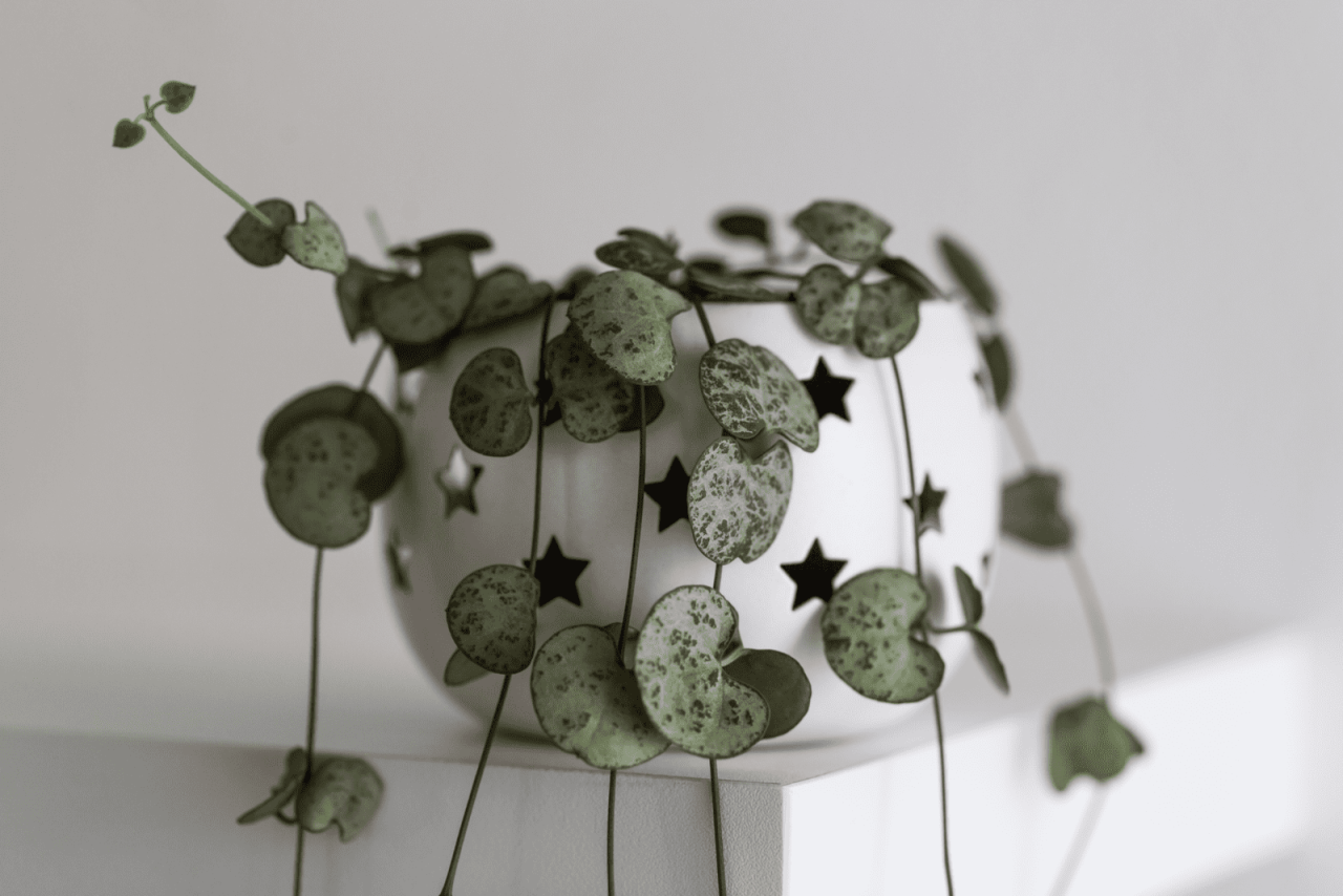 String Of Hearts in Abundance: Propagate Like a Gardening Guru