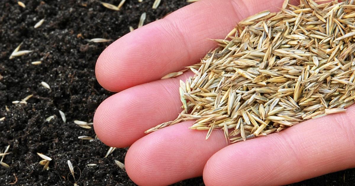 When to Sow Grass Seed in the UK for a Fast-Growing, Healthy Lawn