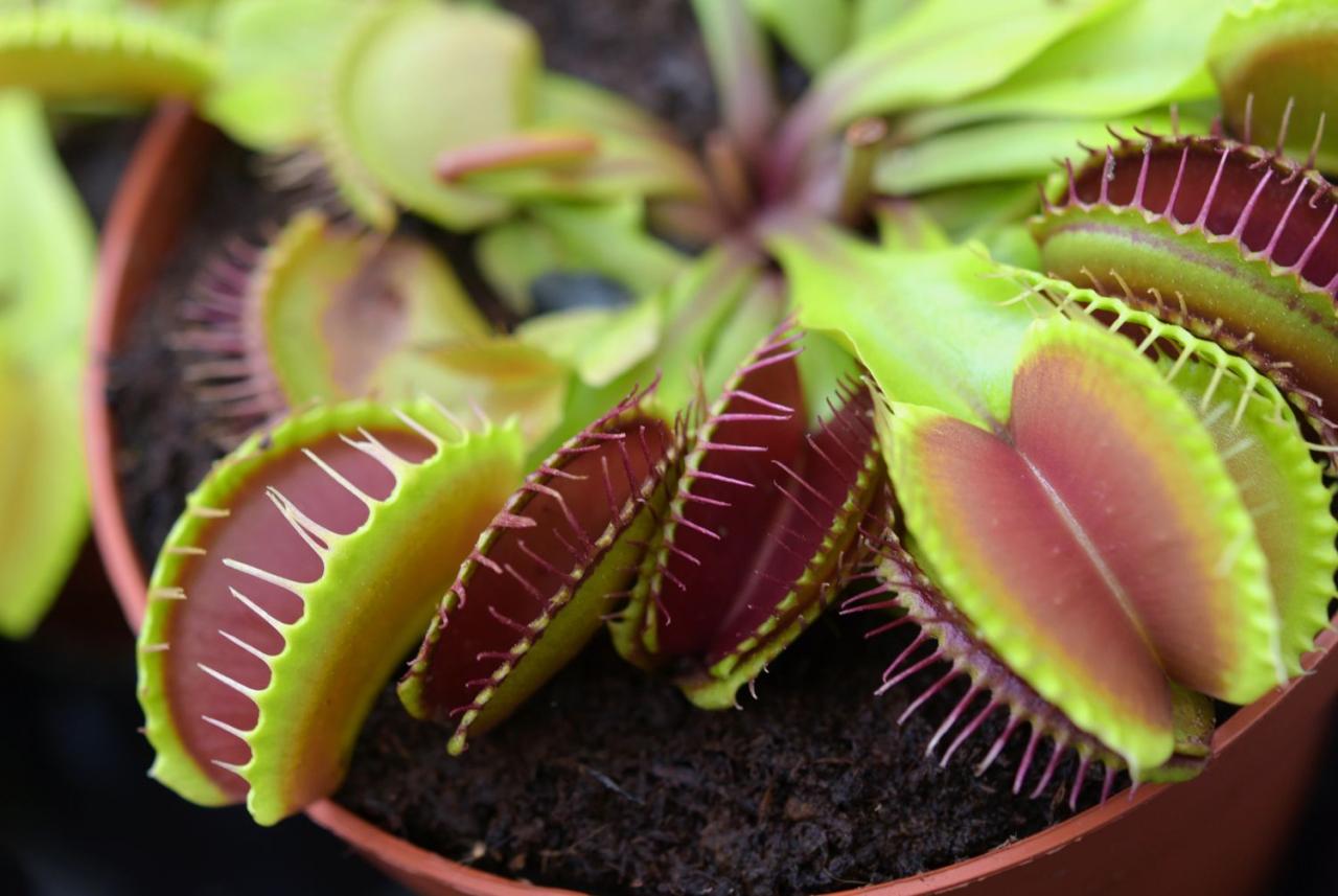 Turn One Venus Fly Trap Into Many! Propagation Guide for Beginners