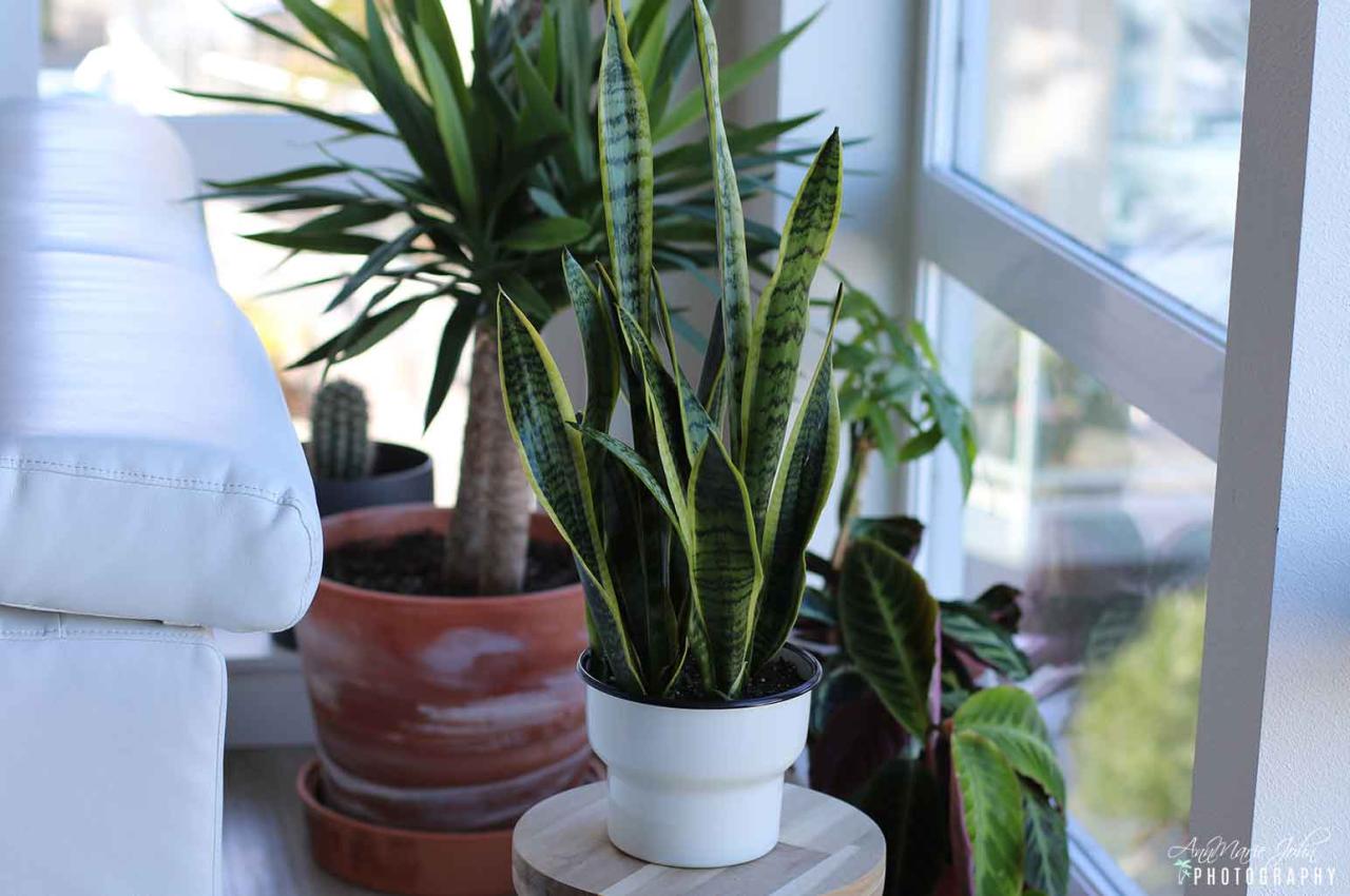 How to Choose the Best Beginner Houseplants for Your Needs