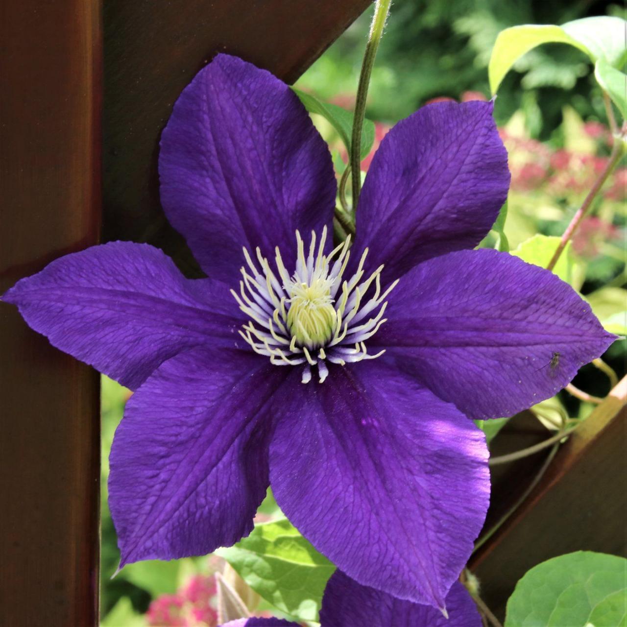 The Best Practices for Achieving a Thriving Clematis Garden