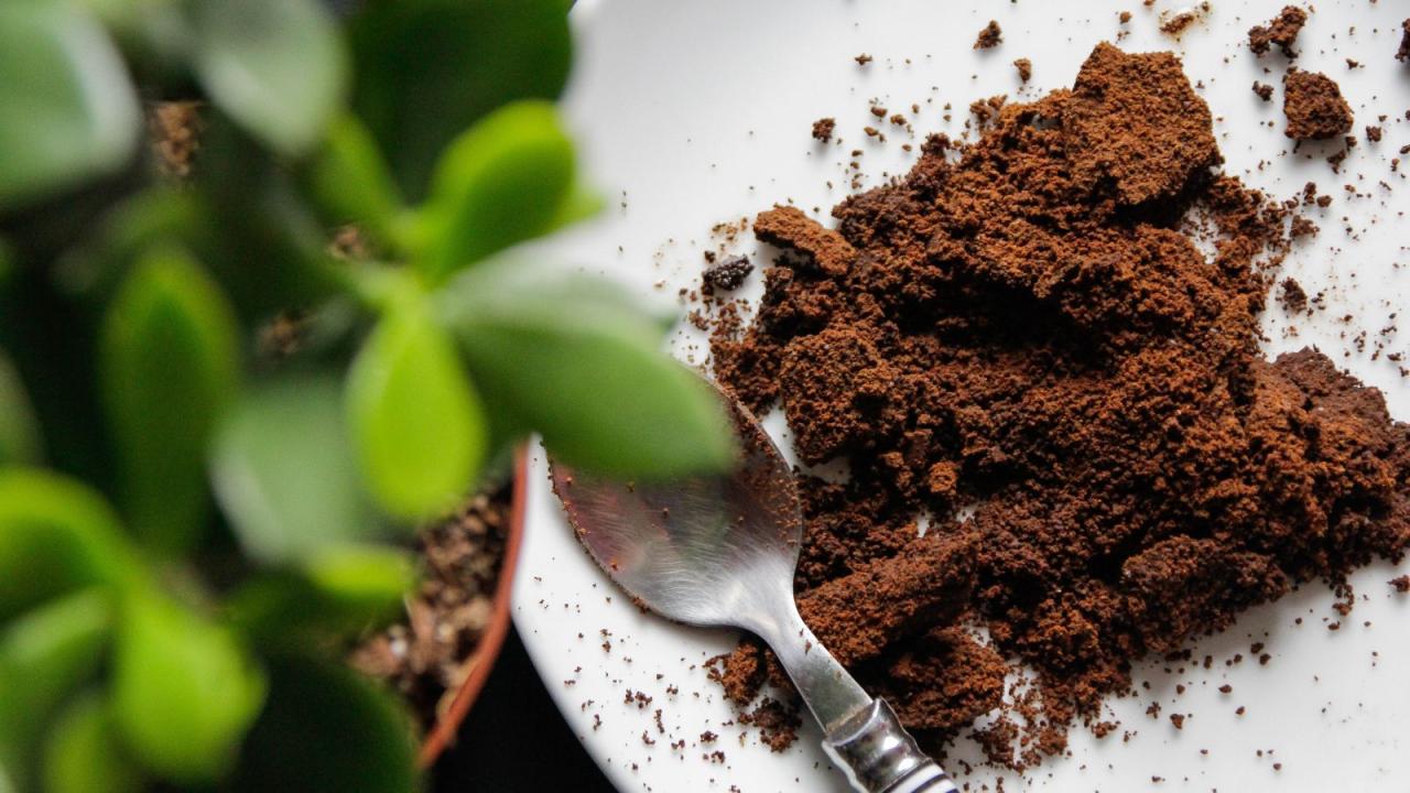 How Coffee Grounds Encourage Strong Root Growth