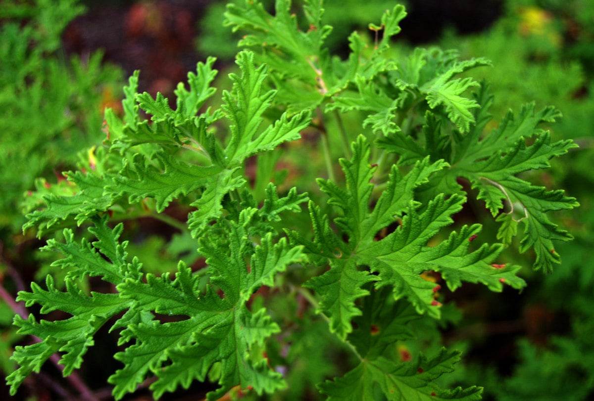 Citronella Plant: Bug-Free Garden Solution