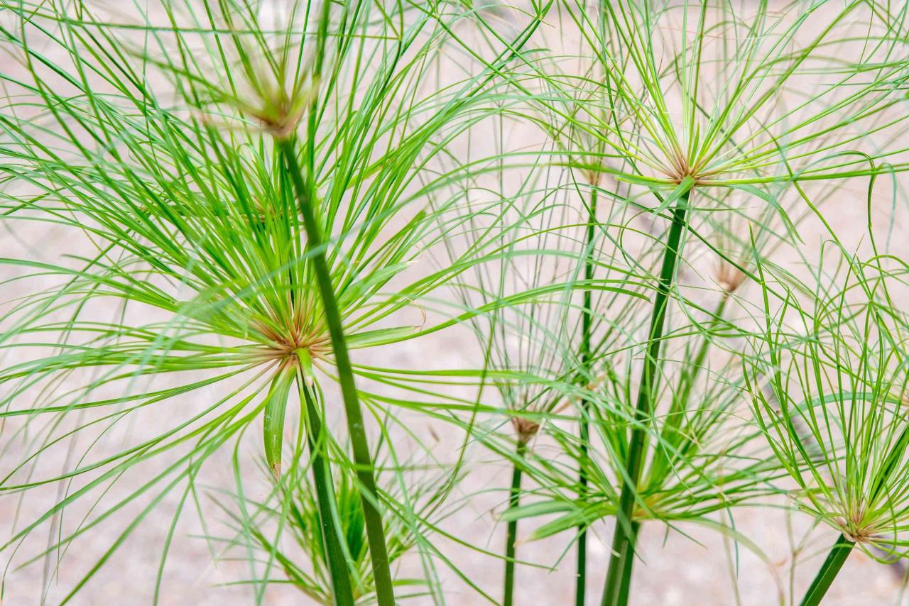 Papyrus Plant Care: Cultivating & Maintaining This Beautiful Herb