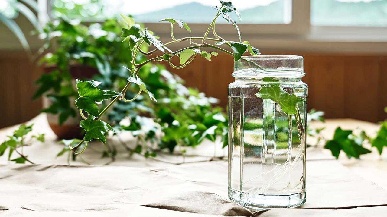 Ivy Propagation Hacks for Instant Greenery: Learn Now!