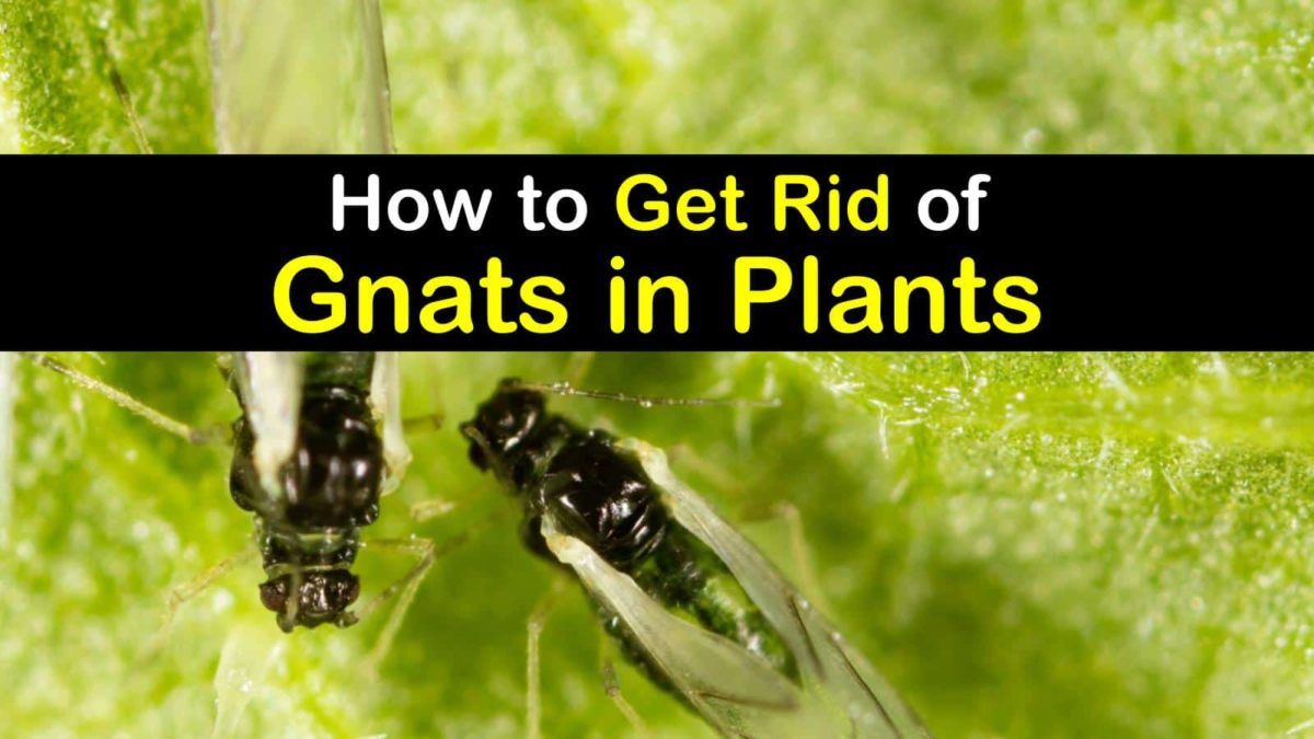 How to Create a Gnat-Free Environment for Your Plants