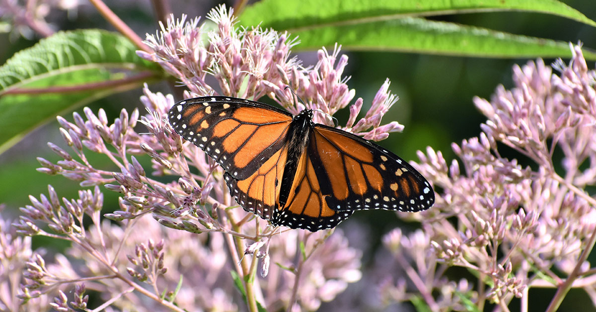 Joe Pye Weed: Effortless Elegance in Your Garden