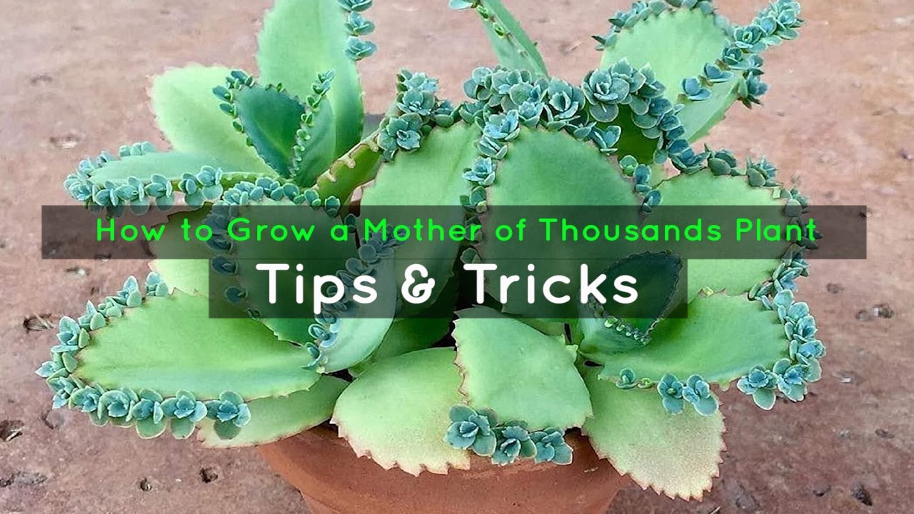 Expert Tips for Growing More Mother of Thousands Plants