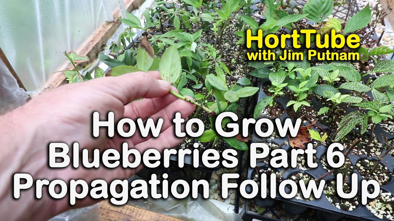 Blueberry Bush Propagation: Your Step-by-Step Success Plan