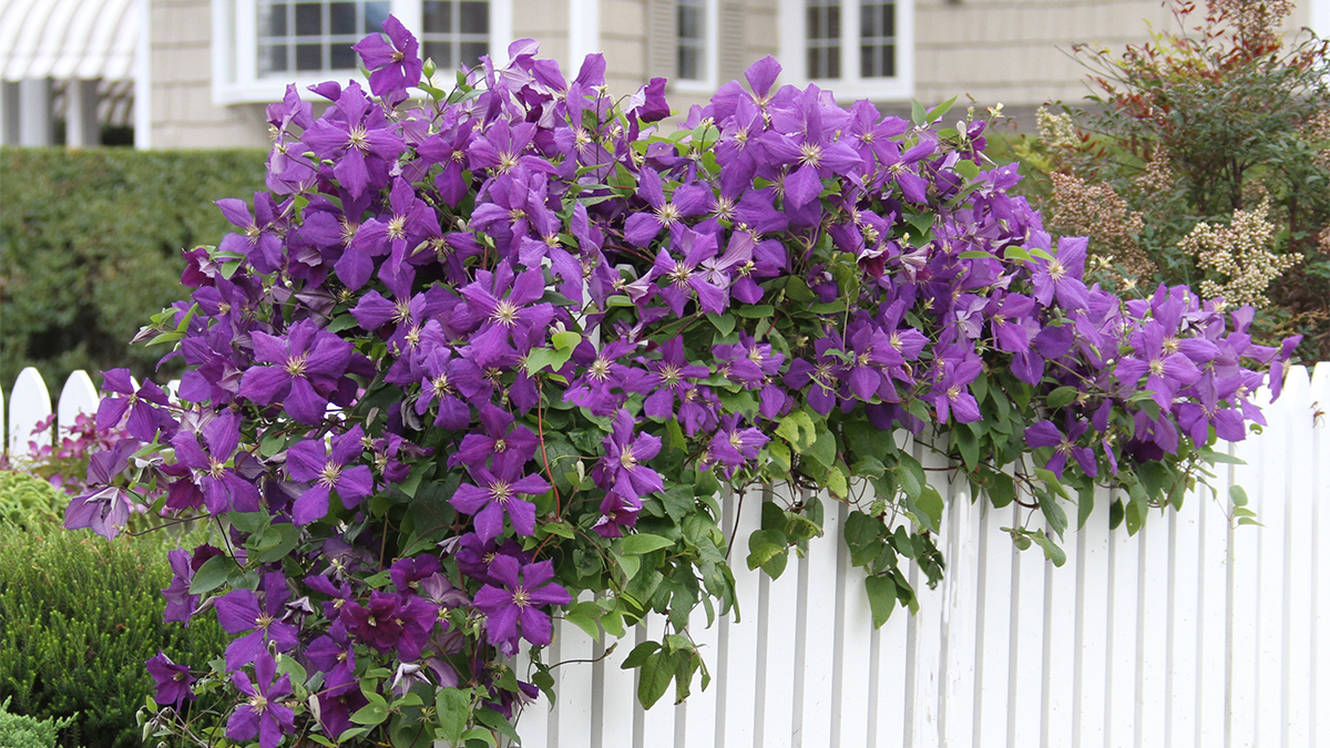 The Best Practices for Achieving a Thriving Clematis Garden