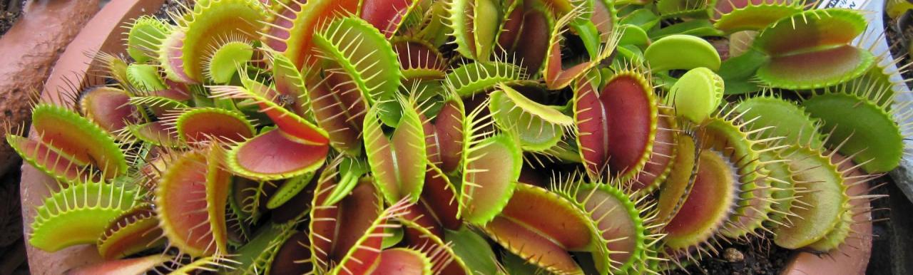 Flytrap traps digestive scientist snaps insects digestion finan prey