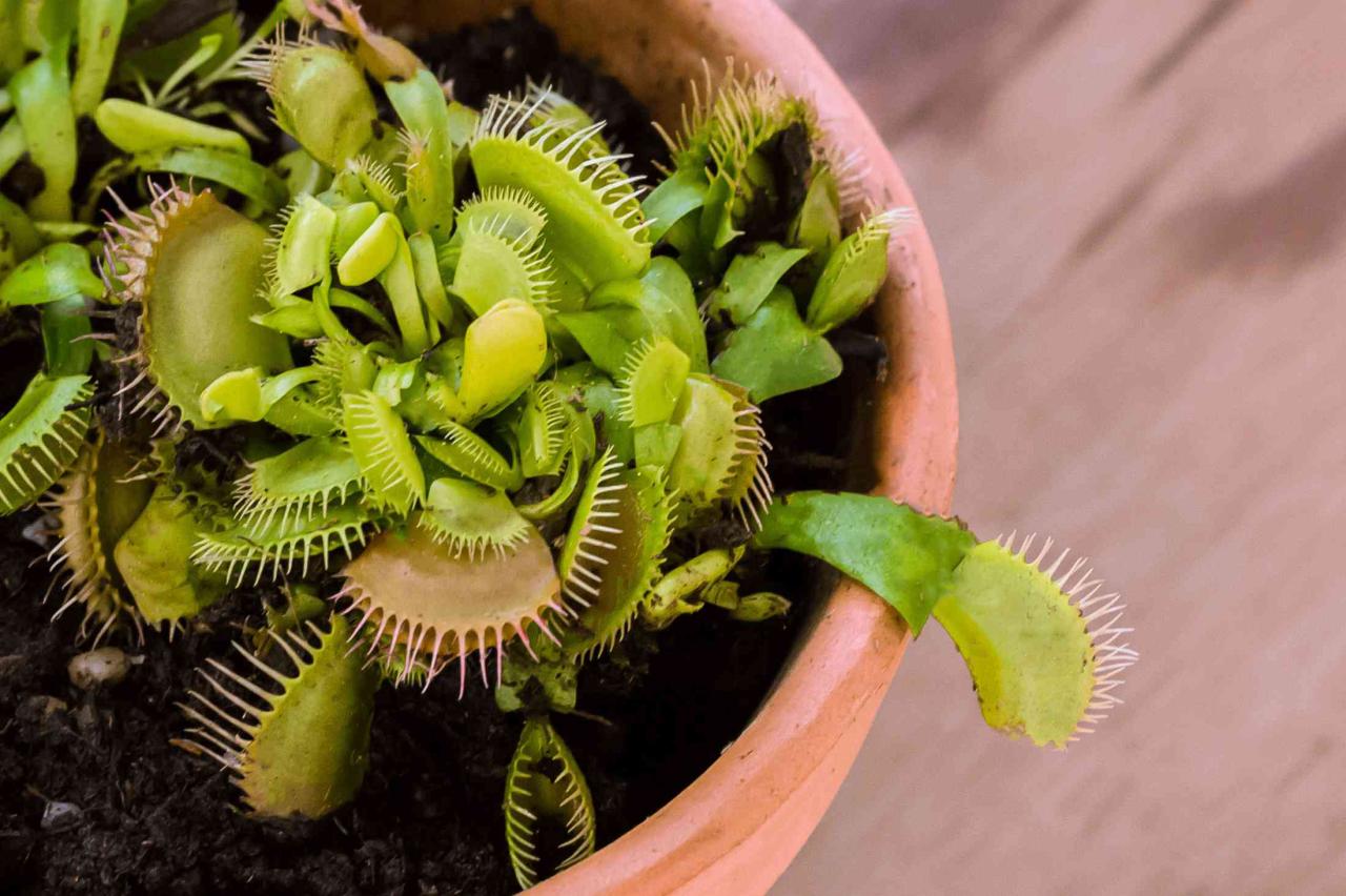 Turn One Venus Fly Trap Into Many! Propagation Guide for Beginners